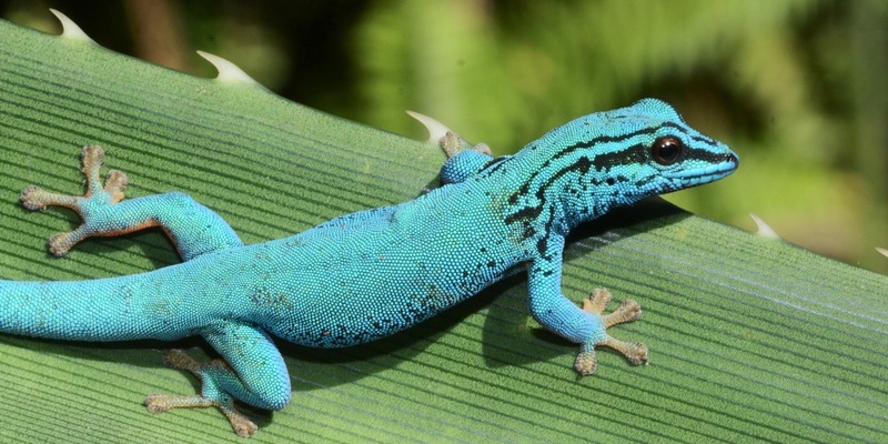 Zootier des Jahres 2024: Geckos schützen, Lebensräume bewahren / Kampagne zieht Bilanz über Erfolge - Foto: presseportal.de