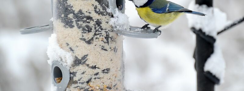 Auch Eichelhäher fliegen Futterplätze an.  (Archivbild)  - Foto: picture alliance / dpa