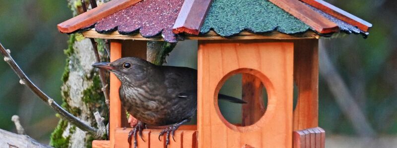 Futterhäuschen müssen regelmäßig gereinigt werden.  (Archivbild)  - Foto: Peter Zschunke/dpa-Zentralbild/dpa