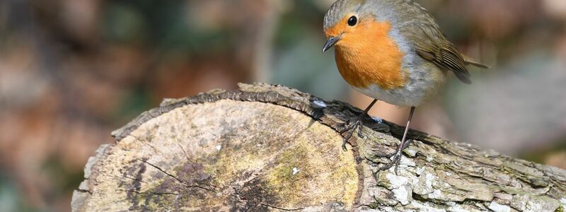 Naturnahe Futterquellen sind wichtig für Vögel wie Rotkehlchen. (Archivbild)  - Foto: Felix Kästle/dpa