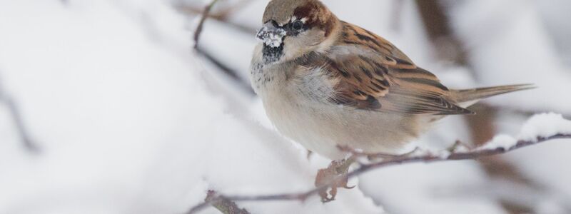 Der Haussperling ist der derzeit meist gesichtete Wintervogel in Deutschland, obwohl er dieses Jahr deutlich weniger gezählt wurde als 2024. (Archivbild) - Foto: Julian Stratenschulte/dpa