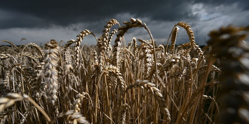 Die Getreideernte für das nächste Jahr ist vorbereitet (Archivbild) - Foto: Arne Dedert/dpa