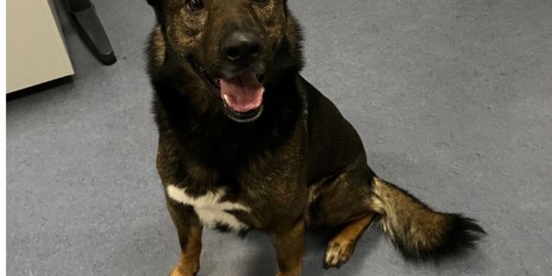 POL-DU: Hamborn: Hund Benji stellt sich - Besitzerin erleichtert - Foto: presseportal.de