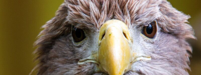 Der größte europäische Greifvogel, der Seeadler, war einst in vielen Ländern Europas ausgerottet. Nun leben in Deutschland wieder mehr als 1.000 Brutpaare. (Archivbild) - Foto: Jens Büttner/dpa