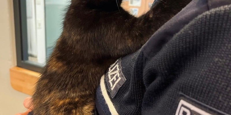 POL-HA: Katze in Altenhagen ausgesetzt - Jugendlicher findet Tier in Hauseingang - Foto: presseportal.de