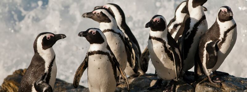 Die afrikanischen Brillenpinguine werden seit diesem Jahr als „vom Aussterben bedroht“ eingestuft. (Handout) - Foto: Peter Chadwick/WWF/dpa