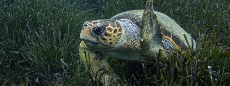 Die Population der Unechten Karettschildkröte erholt sich im Mittelmeer. (Handout) - Foto: Philipp Kanstinger/WWF/dpa