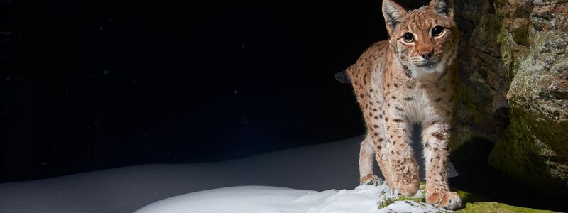 Der Eurasische Luchs erhält durch Auswilderungen in Baden-Württemberg und durch ein 2024 neu gestartetes Projekt in Thüringen neuen Zuwachs. (Handout) - Foto: Julius Kramer/WWF/dpa