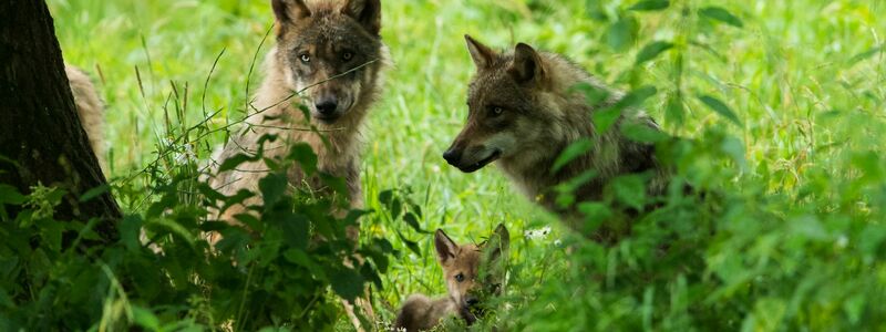 Der Europarat hat im Dezember den Schutzstatus des Wolfs in Europa herabgestuft. (Handout) - Foto: Ralph Frank/WWF/dpa