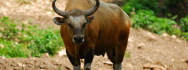 Der weltweite Bestand des Banteng schrumpfte in den vergangenen 20 Jahren um mehr als 80 Prozent. (Handout) - Foto: Anton Vorauer/WWF/dpa