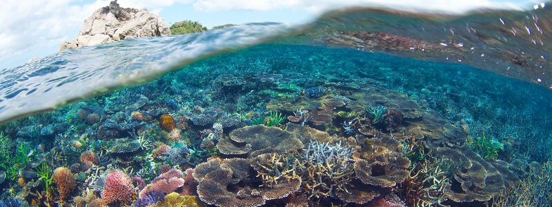 . Die Klimakrise führt zu Rekordtemperaturen im Wasser, durch die in den tropischen Meeren der ganzen Welt die Korallenriffe bleichen. (Handout) - Foto: Eric Madeja/WWF/dpa