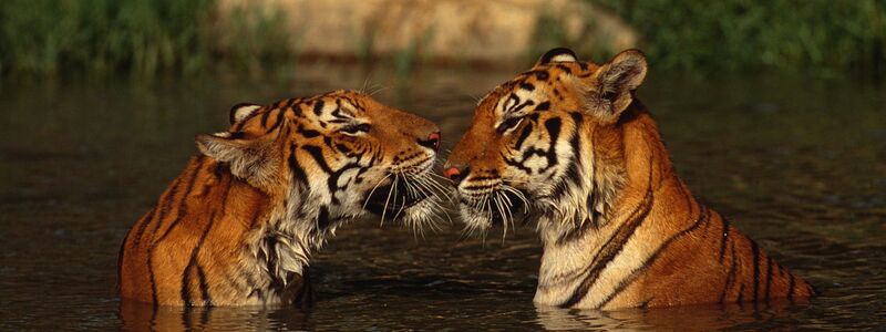 In Thailand zeigt der Bestandstrend klar nach oben: Laut offizieller Zählung verzeichnet das Land einen Anstieg der wildlebenden Tigerpopulation. (Handout) - Foto: Martin Harvey/WWF/dpa