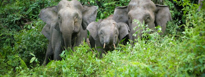 Von der kleinsten Unterart des Asiatischen Elefanten, den Borneo-Elefanten, leben nur noch rund tausend Tiere in freier Wildbahn. (Handout) - Foto: Christy Williams/WWF/dpa