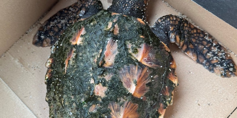 POL-FL: Urlauber finden Heiligabend Unechte Karettschildkröte am Strand - Foto: presseportal.de