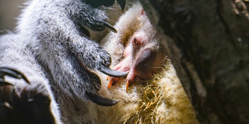 Koala-Nachwuchs in Duisburg: Das Jungtier schaut vorsichtig aus dem Beutel. - Foto: Mathias Appel/Zoo Duisburg /dpa