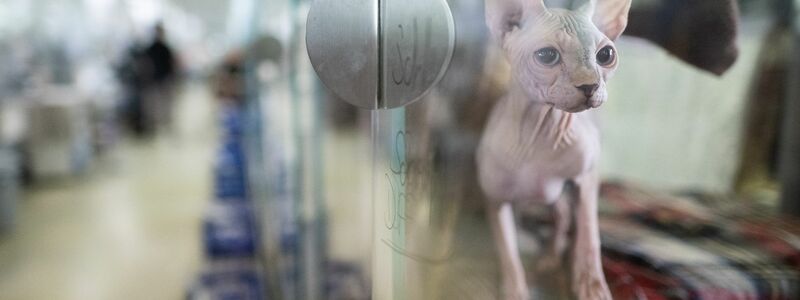 Rettung für ausgesetzte Katzen: die Fundtier-Annahme im Tierheim Berlin. (Archivbild) - Foto: Sebastian Christoph Gollnow/dpa