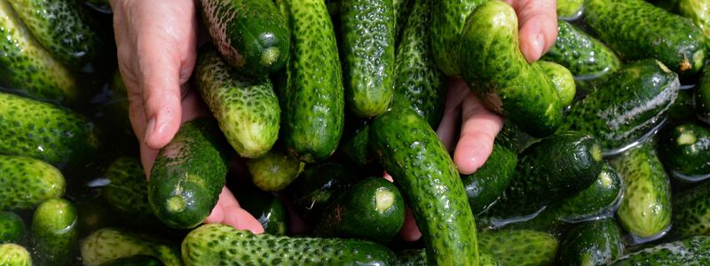 Gewürzgurken-Margaritas, Gewürzgurken-Pommes und sogar Gewürzgurken-Kuchen - wird das ein Foodtrend? (Symbolbild) - Foto: picture alliance / ZB