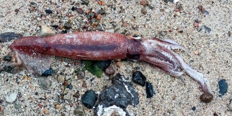 Hobby-Paläontologe Thomas Freiberg konservierte den Fund. - Foto: Thomas Freiberg/dpa