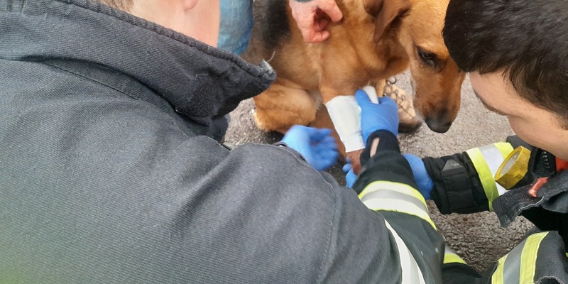 FW Dinslaken: Feuerwehr versorgt verletzten Hund - Foto: presseportal.de