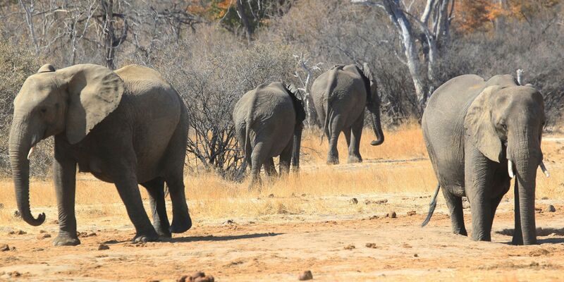 Ein Junge, der sich im Nationalpark verlief, konnte sich von Früchten tagelang ernähren. (Symbolbild) - Foto: Tsvangirayi Mukwazhi/AP/dpa