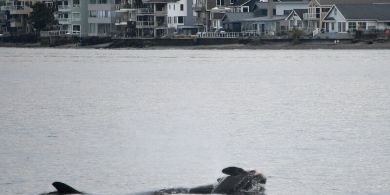 Laut NOAA können sich neben Orcas auch andere soziale Tiere wie Elefanten oder Primaten manchmal nicht von ihrem toten Nachwuchs trennen. (Handout) - Foto: Candice Emmons/NOAA Fisheries West Coast/AP/dpa