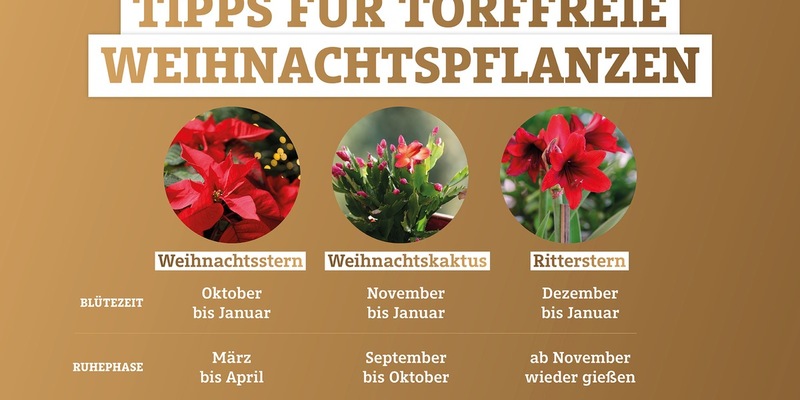 Weihnachtspflanzen richtig übersommern lassen - Foto: presseportal.de
