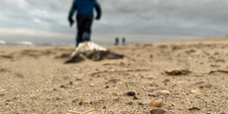 Tote Seesterne liegen am Strand zwischen den Orten Kampen und List auf Sylt. - Foto: Lea Albert/dpa