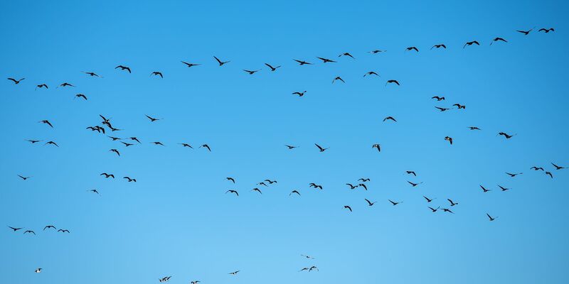Derzeit grassiert die größte je dokumentierte Vogelgrippewelle. (Symbolbild) - Foto: Daniel Bockwoldt/dpa
