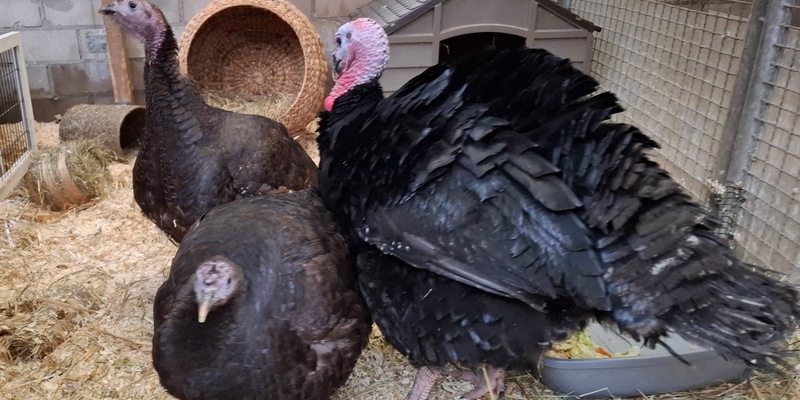 POL-E: Mülheim an der Ruhr: Diebes-Duo entführt Truthahn-Trio - Besitzer und Zeugen gesucht - Foto: presseportal.de