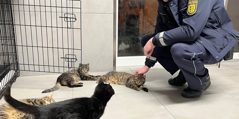 POL-MA: Heidelberg: Babykatzen in Heidelberg-Kirchheim gefunden - Polizei sucht Besitzer - Foto: presseportal.de