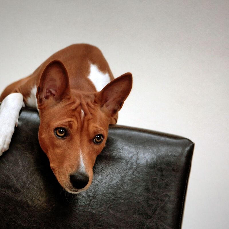 Zu den möglichen Symptomen zählen plötzliche Panikattacken. (Symbolbild) - Foto: picture alliance / dpa