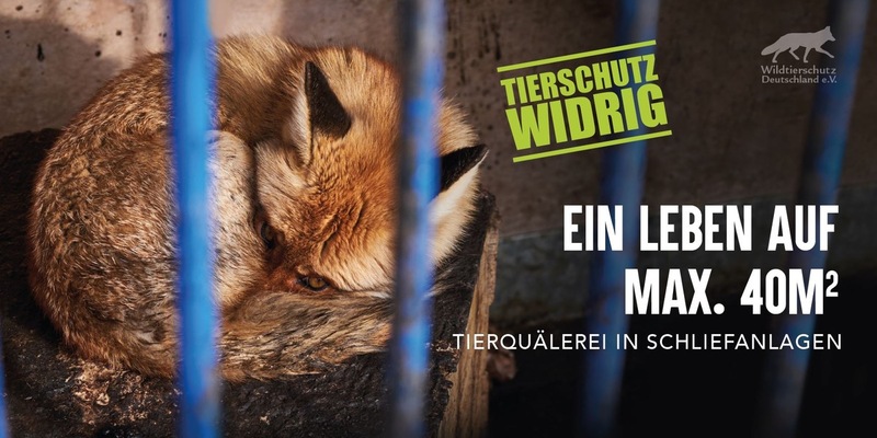 Mutiger Vorstoß in Niedersachsen: Verbot der Ausbildung von Jagdhunden am lebenden Wildtier - Foto: presseportal.de