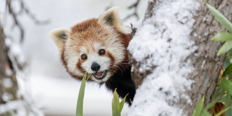 Ausgebüxt und wieder eingefangen: Panda-Zwillinge nutzten den Schnee in der Schweiz für ein Abenteuer.   - Foto: -/Walter Zoo/dpa
