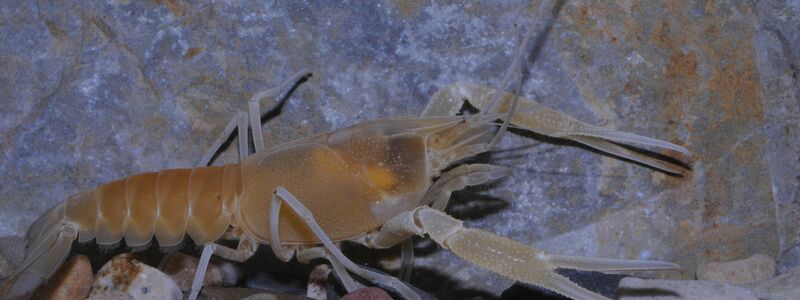 Der Flusskrebs Procambarus orcinus  - Foto: Keith A. Crandall Und C. Riley N/Nature/dpa