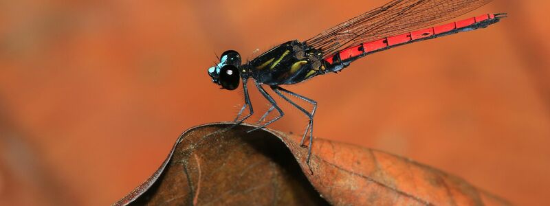 Eine Libelle der Art Chlorocypha cyanifrons - Foto: Jens Kipping/Nature/dpa