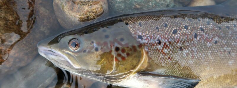 Ein Atlantischer Lachs - Foto: Eva B. Thorstad, Nina/Nature/dpa