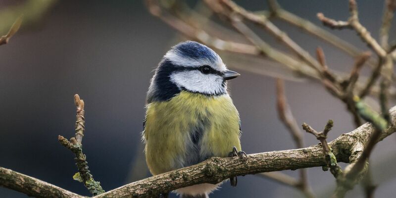 Die Aktion «Stunde der Wintervögel» ruft Interessierte auf, Vögel zu zählen - zum Beispiel Blaumeisen. (Archivbild) - Foto: Oliver Berg/dpa