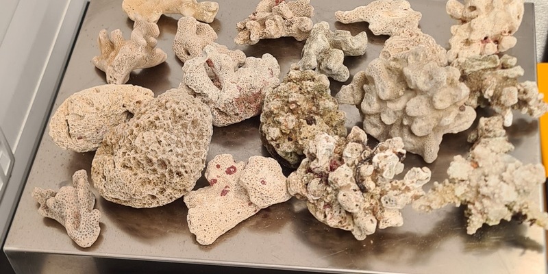 HZA-H: Zoll Hannover verhindert Goldschmuggel und sichert Artenschutz - Foto: presseportal.de