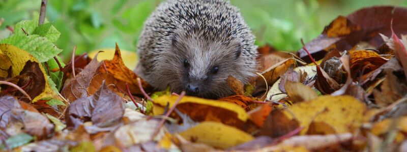 Der Igel ist ein Sympathieträger. Dadurch ist es leichter, Menschen für Mitmachprojekte zu begeistern. - Foto: Karl-Josef Hildenbrand/dpa/dpa-tmn