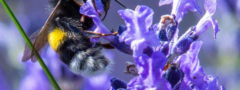 Citizen Science kann auch dazu führen, dass sich Menschen mehr für die Natur interessieren und diese schützen wollen. - Foto: Jens Büttner/dpa