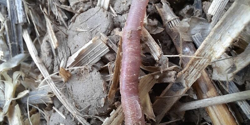 Der neu entdeckte bayerische Regenwurm Helodrilus bavaricus ist weltweit einzigartig. (Handout)  - Foto: Roswitha Walter/Bayerische Landesanstalt für Landwirtschaft/dpa