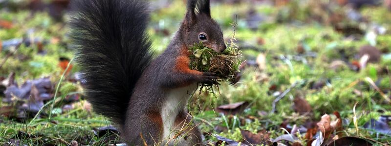 Zählaktionen können dazu beitragen, dass Wissenschaftlerinnen und Wissenschaftler mehr über die Lebensweise und den Gesundheitszustand der Tiere erfahren.  - Foto: Karl-Josef Hildenbrand/dpa