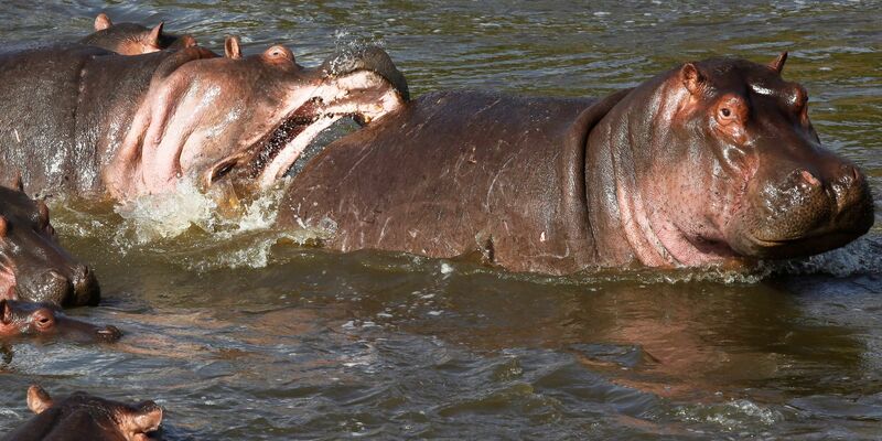 Normalerweise wirken Nilpferde wie diese in Kenia eher rundlich. (Archivbild) - Foto: picture alliance / dpa