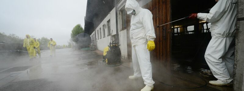 Ist in einem Betrieb auch nur ein Tier infiziert, greifen strenge Maßnahmen. (Symbolbild) - Foto: picture alliance / dpa