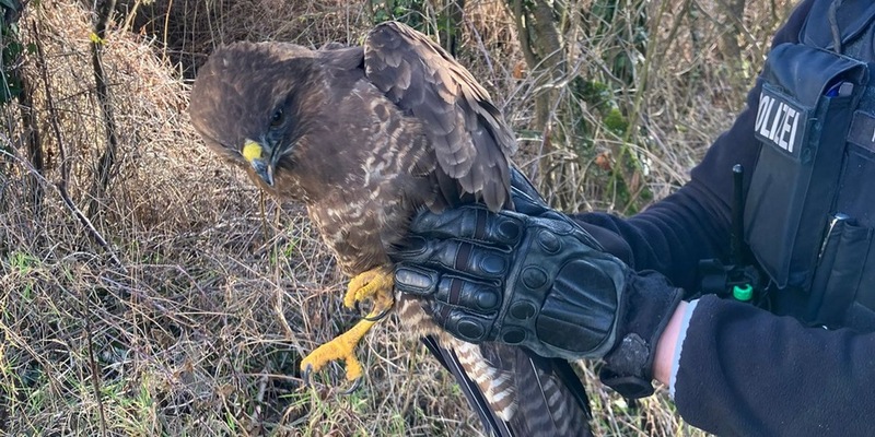 POL-DA: Groß-Umstadt: Polizeistreife rettet erneut verletzten Mäusebussard - Foto: presseportal.de