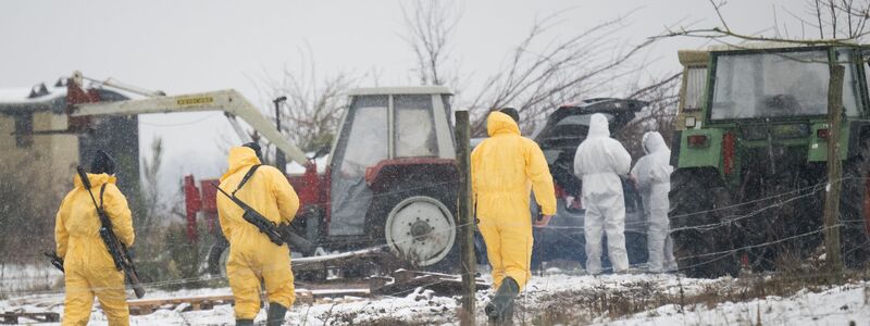 Nach dem Ausbruch der Maul- und Klauenseuche laufen Untersuchungen im Kreis Märkisch-Oderland - Foto: Sebastian Christoph Gollnow/dpa