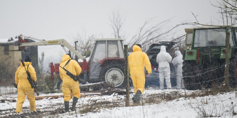 Nach dem Ausbruch der Maul- und Klauenseuche wurde zunächst eine Wasserbüffel- Herde getötet. Fachleute waren im brandenburgischen Landkreis Märkisch-Oderland im Einsatz.  - Foto: Sebastian Christoph Gollnow/dpa