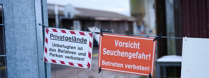 Nach dem Ausbruch der Maul- und Klauenseuche werden rund 200 Schweine innerhalb einer Sperrzone vorsorglich getötet.  - Foto: Annette Riedl/dpa