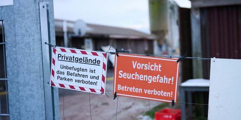 Bislang wurde das Virus nur bei einer Wasserbüffelherde festgestellt (Archivbild). - Foto: Annette Riedl/dpa