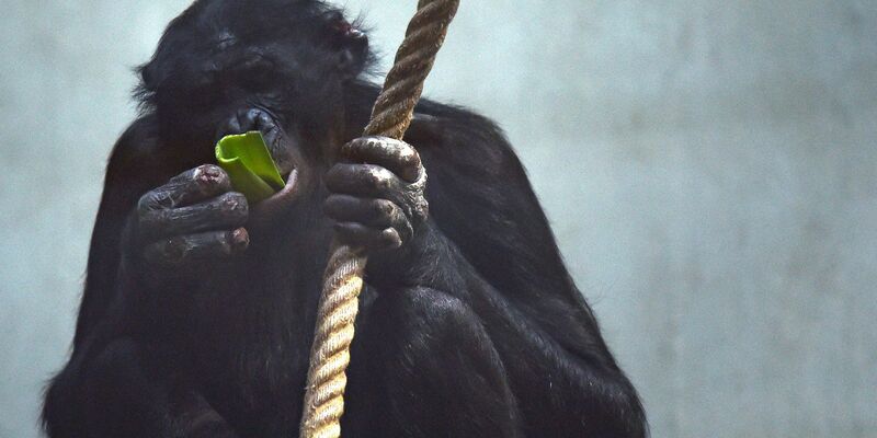 Die Affen waren zum Zeitpunkt der Landung in den Innenräumen der Anlage eingeschlossen. (Archivbild) - Foto: Caroline Seidel/dpa